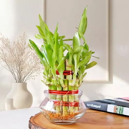 Cheerful Lucky Bamboo Gift