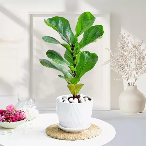 Breathtaking Fiddle Leaf Fig Plant Gift