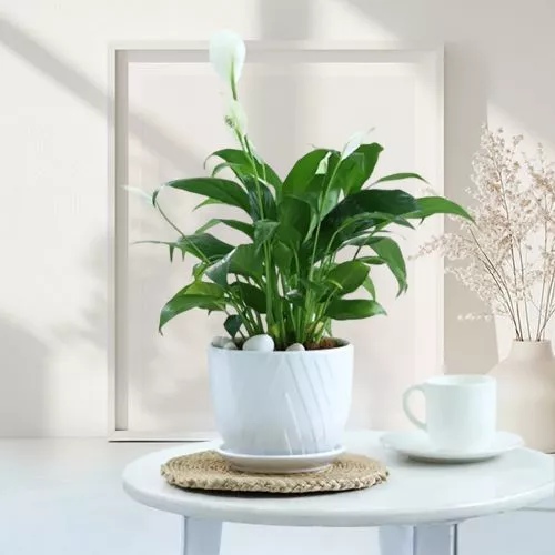 Graceful Peace Lily Gift Set